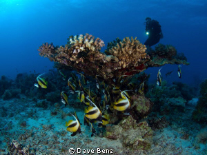 Great dive at divespot "Dolphinhouse", Marsa Alam. by Dave Benz 